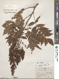 Sorbaria sorbifolia image