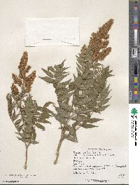 Sorbaria sorbifolia image