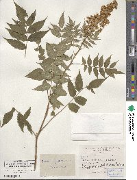 Sorbaria sorbifolia image