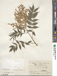 Sorbaria kirilowii image