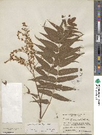 Sorbaria kirilowii image