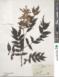 Sorbaria kirilowii image