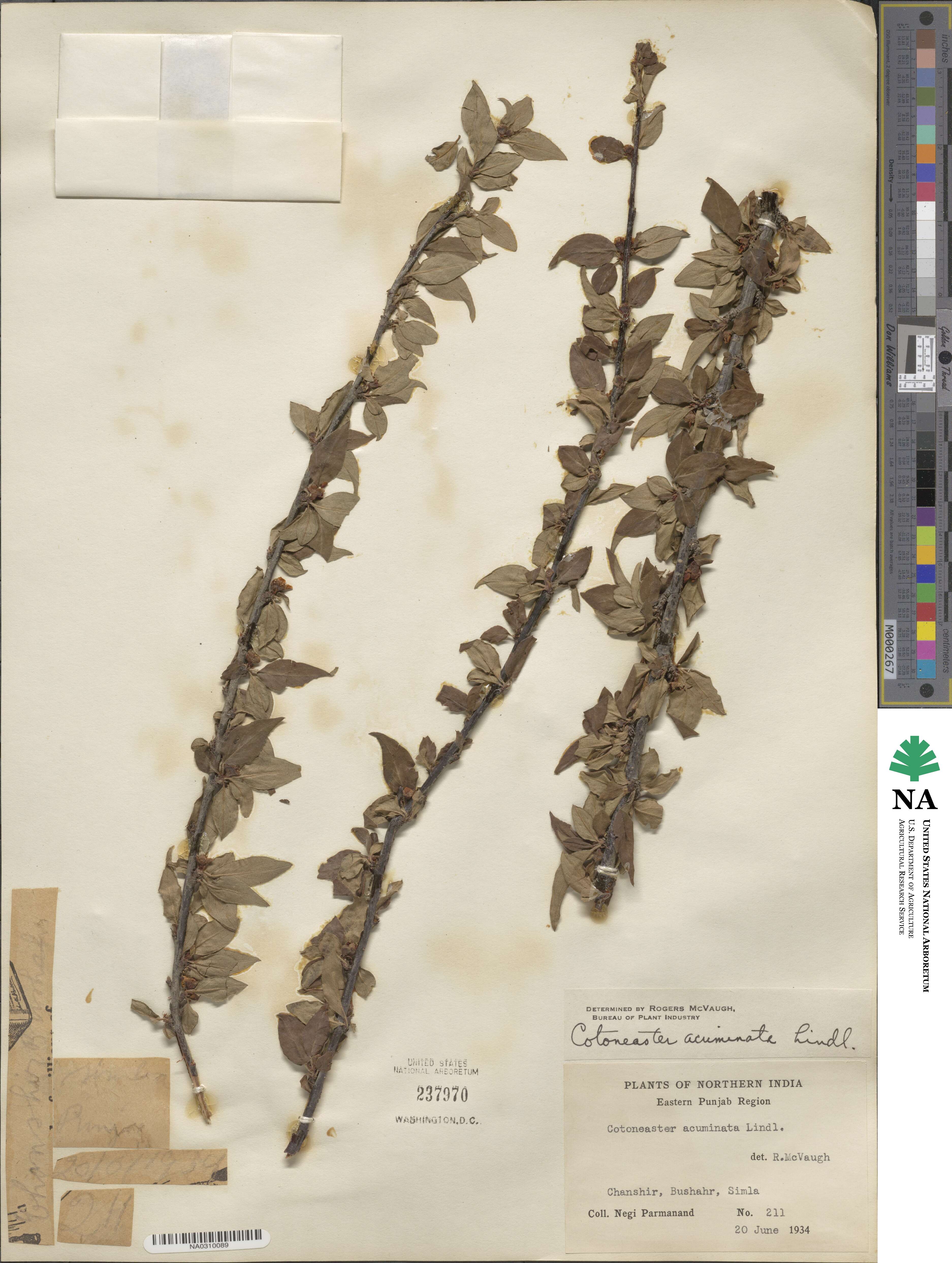 Cotoneaster acuminatus image