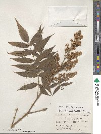 Sorbaria sorbifolia image