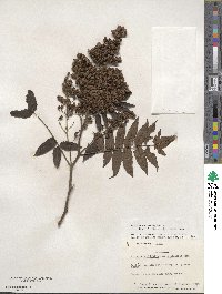 Sorbaria sorbifolia image