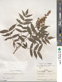 Sorbaria sorbifolia image