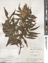 Sorbaria sorbifolia image