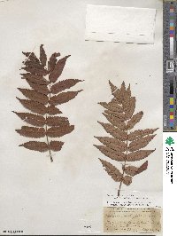 Sorbaria sorbifolia image