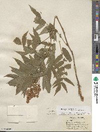 Sorbaria sorbifolia image