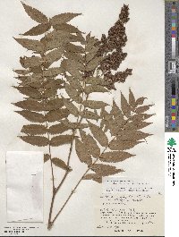 Sorbaria sorbifolia image