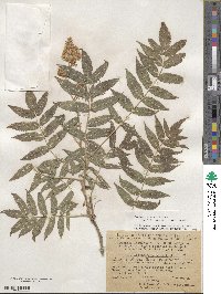 Sorbaria sorbifolia image