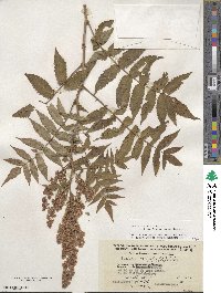 Sorbaria sorbifolia image