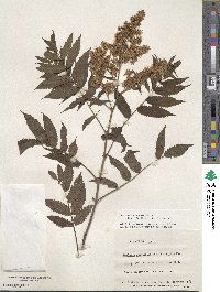 Sorbaria sorbifolia image