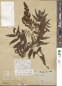 Sorbaria sorbifolia image