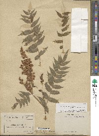 Sorbaria sorbifolia image