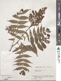 Sorbaria sorbifolia image