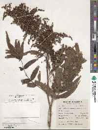 Sorbaria tomentosa var. tomentosa image