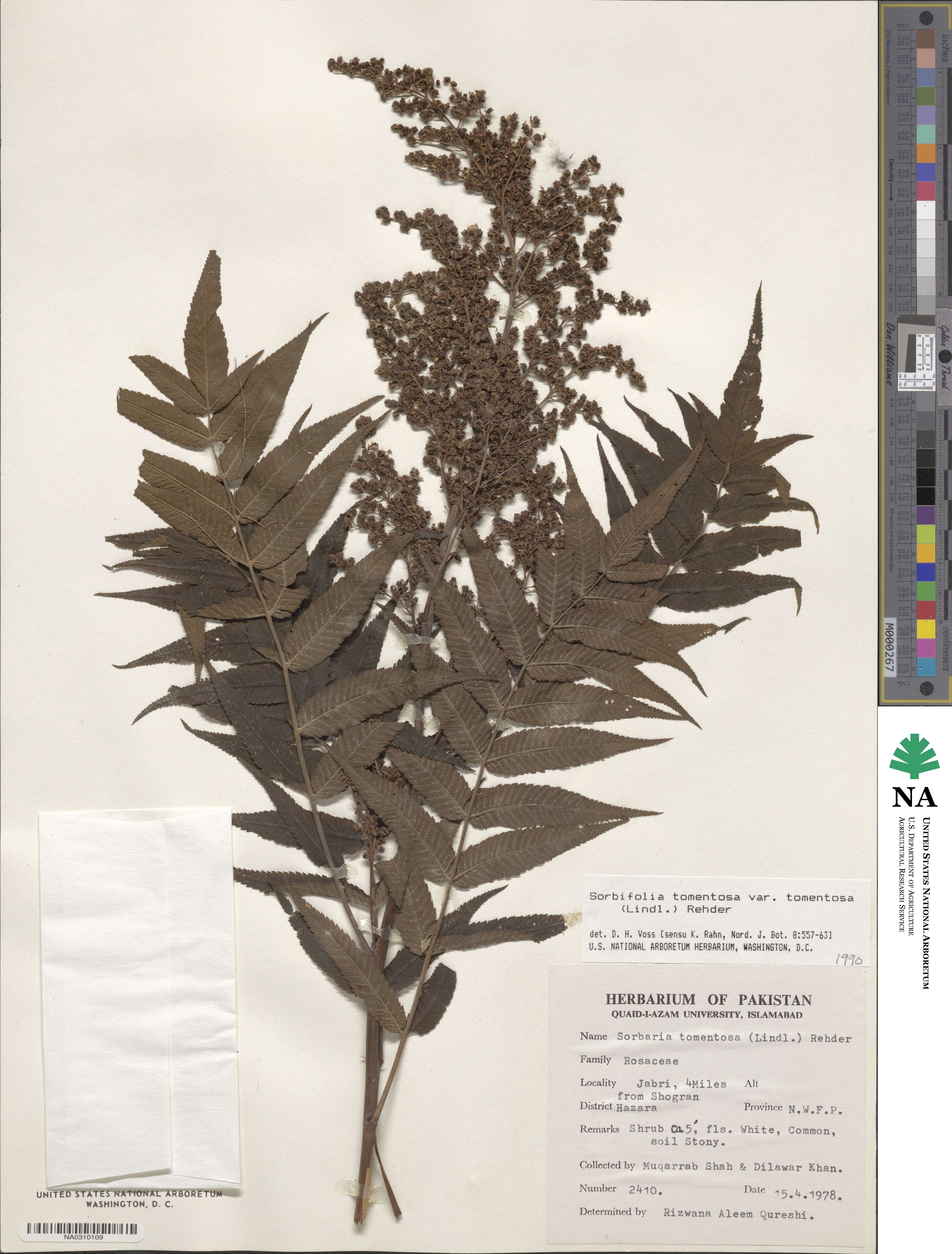 Sorbaria tomentosa var. tomentosa image