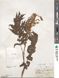 Sorbaria tomentosa var. tomentosa image