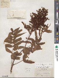 Sorbaria tomentosa image