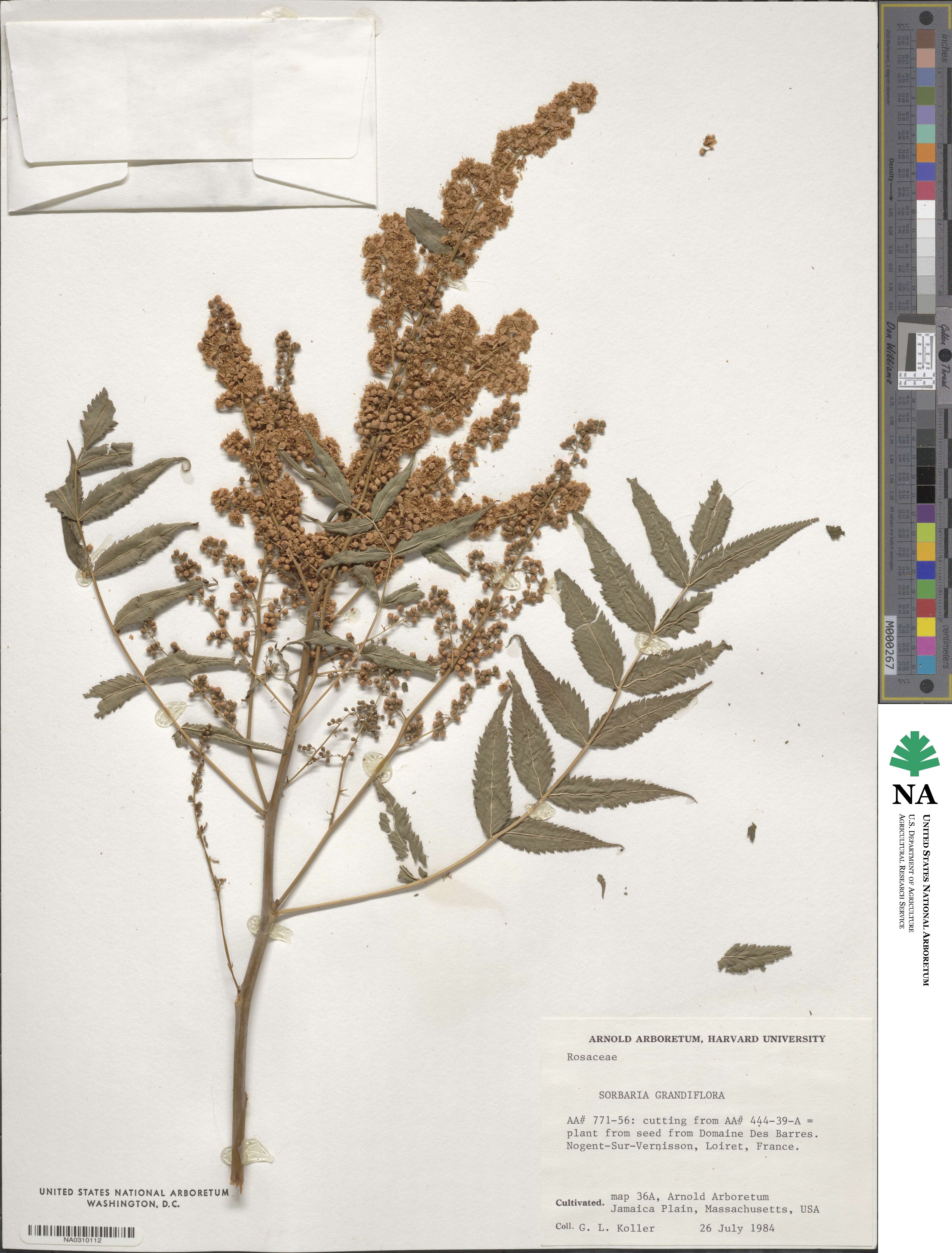 Sorbaria pallasii image