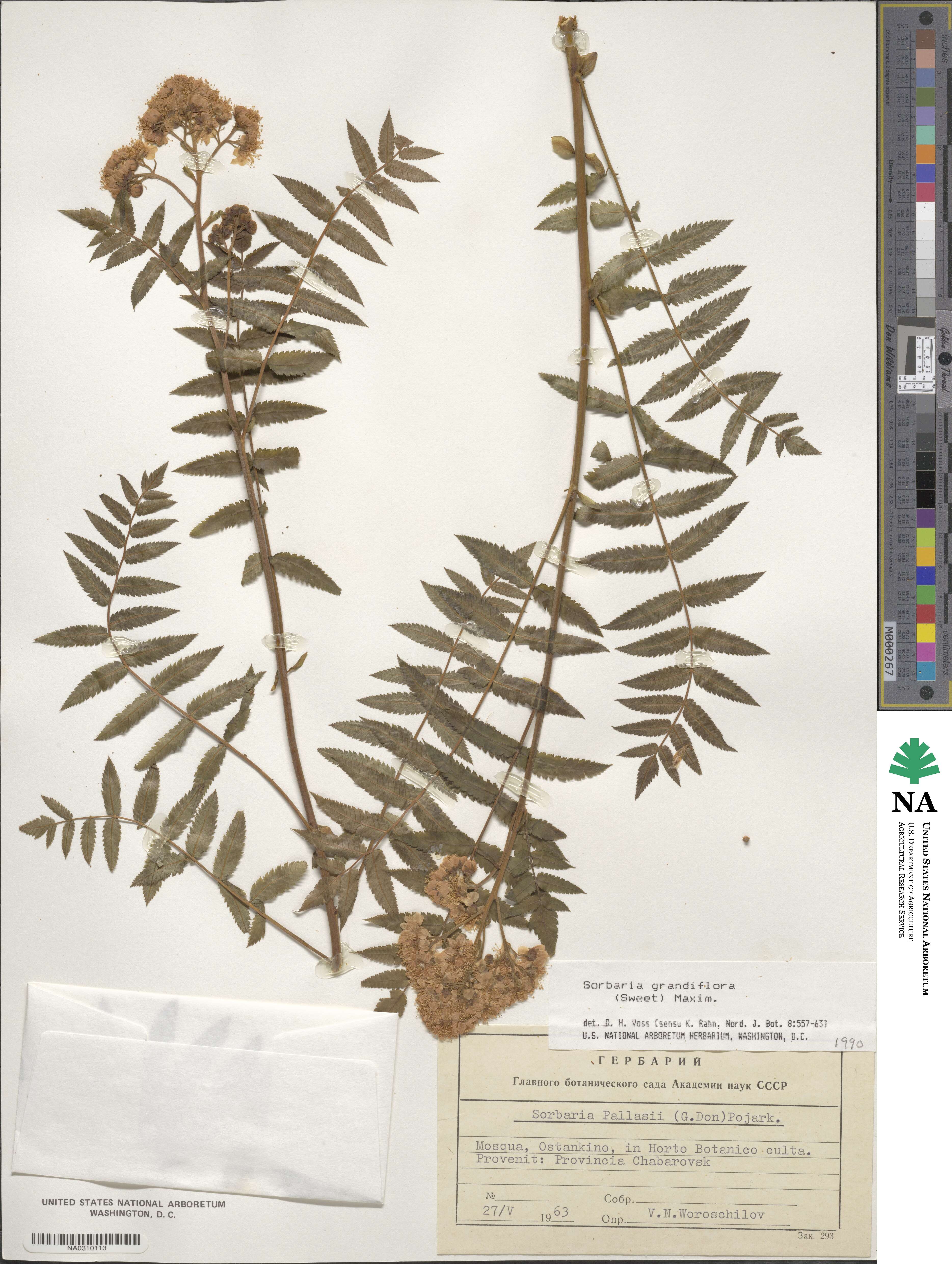 Sorbaria pallasii image