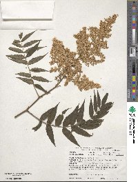 Sorbaria kirilowii image