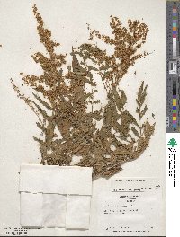 Sorbaria kirilowii image