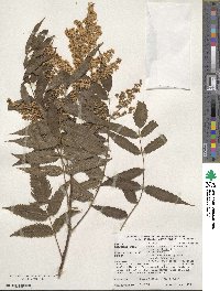 Sorbaria kirilowii image