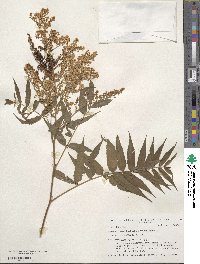 Sorbaria kirilowii image