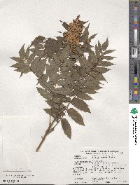 Sorbaria kirilowii image