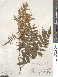 Sorbaria kirilowii image