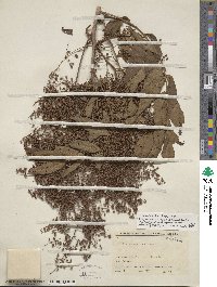 Sorbaria kirilowii image