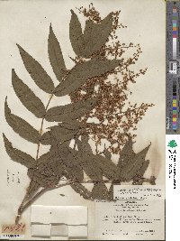 Sorbaria kirilowii image