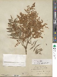 Sorbaria kirilowii image