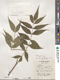 Sorbaria kirilowii image