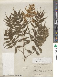 Sorbaria kirilowii image