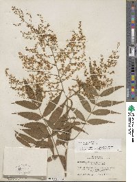 Sorbaria kirilowii image