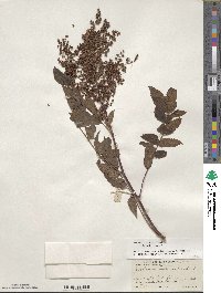 Sorbaria kirilowii image