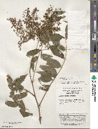 Sorbaria kirilowii image