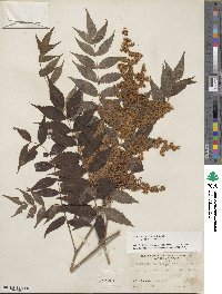 Sorbaria kirilowii image