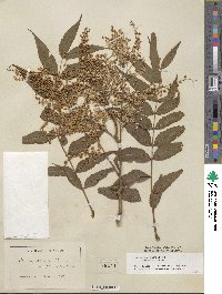 Sorbaria kirilowii image