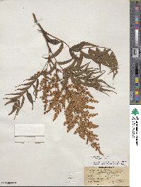 Sorbaria kirilowii image