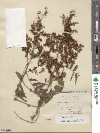 Sorbaria kirilowii image