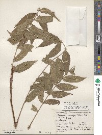 Sorbaria kirilowii image