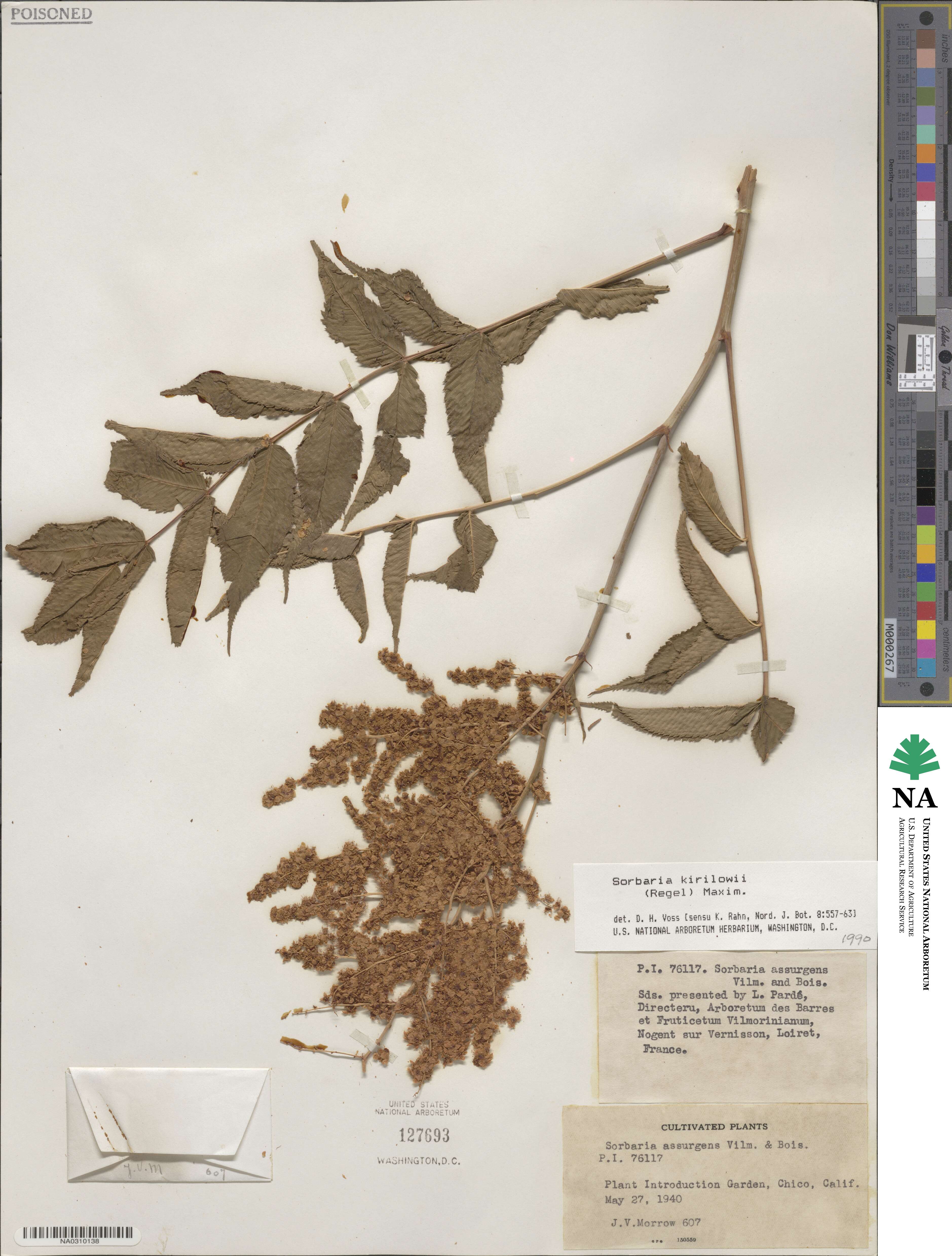 Sorbaria kirilowii image