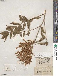 Sorbaria kirilowii image