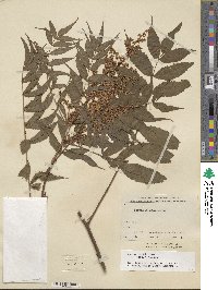 Sorbaria kirilowii image