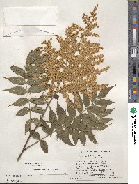 Sorbaria kirilowii image