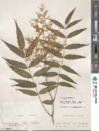 Sorbaria kirilowii image